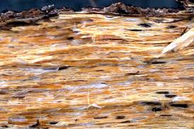 Attēlu rezultāti vaicājumam “Heterobasidion parviporum”