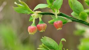 Attēlu rezultāti vaicājumam “Vaccinium myrtillus flower”
