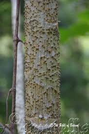 Attēlu rezultāti vaicājumam “Comatricha nigra young”