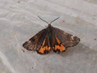 Attēlu rezultāti vaicājumam “Boudinotiana notha”