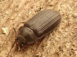 Attēlu rezultāti vaicājumam “Grynocharis oblonga”