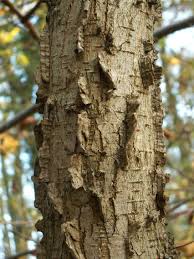 Attēlu rezultāti vaicājumam “Ulmus minor f. suberosa”