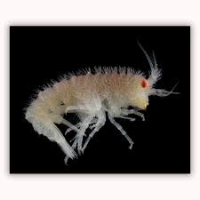 Attēlu rezultāti vaicājumam “Amphipoda”