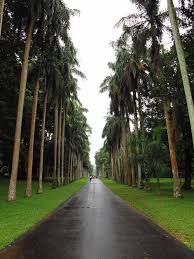 Image result for шри ланка королевский ботанический сад