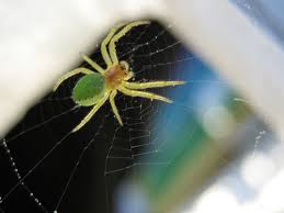 kleine spinne in der großen welt - Bild \u0026amp; Foto von Claudia Birke ... - 5896135