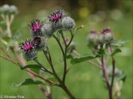 Attēlu rezultāti vaicājumam “Arctium tomentosum”