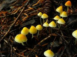 Attēlu rezultāti vaicājumam “Mycena acicula”