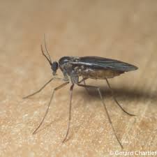 Attēlu rezultāti vaicājumam “Sciaridae”