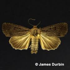 Attēlu rezultāti vaicājumam “Amphipyra”