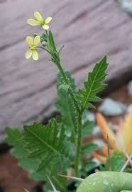 Attēlu rezultāti vaicājumam “Raphanus raphanistrum flower”