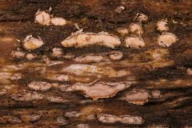 Attēlu rezultāti vaicājumam “Propolis farinosa”