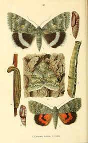 Attēlu rezultāti vaicājumam “Catocala fraxini”