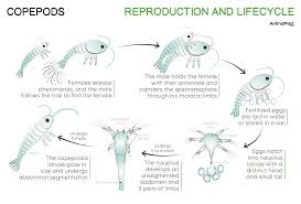 Attēlu rezultāti vaicājumam “Copepoda”