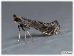 Attēlu rezultāti vaicājumam “Gracillariidae”