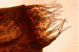 Attēlu rezultāti vaicājumam “Dicranella heteromalla”