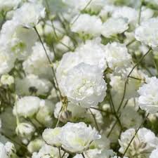 Attēlu rezultāti vaicājumam “Gypsophila fastigiata bud”