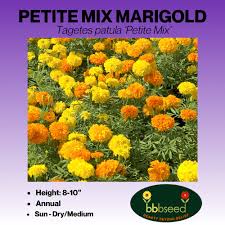 Image result for Tagetes patula