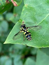 Attēlu rezultāti vaicājumam “Xanthogramma sp. male”