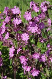 Image result for Silene dioica
