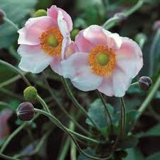 Image result for Anemonenarten