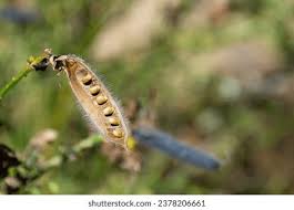 Attēlu rezultāti vaicājumam “Cytisus scoparius fruit”