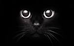 Photo Diary and Lifestyle | Audrey Tan: Black Cat