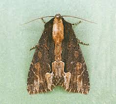 Attēlu rezultāti vaicājumam “Dypterygia scabriuscula”