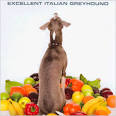 IG Connection - Italian Greyhound Resources, Links, and Information