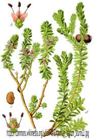 Attēlu rezultāti vaicājumam “Empetrum nigrum leaf”