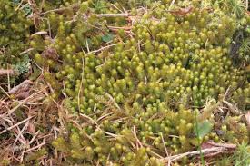 Attēlu rezultāti vaicājumam “Barbilophozia barbata”