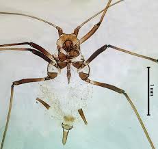 Attēlu rezultāti vaicājumam “Macrosiphoniella millefolii”