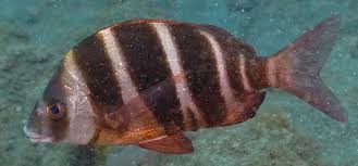 Image result for Diplodus cervinus