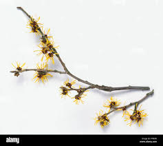 Attēlu rezultāti vaicājumam “Hamamelis mollis”