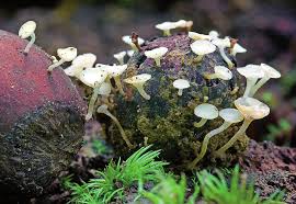 Attēlu rezultāti vaicājumam “Craterium leucocephalum stalked”