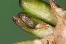 Attēlu rezultāti vaicājumam “Trollius europaeus fruit”