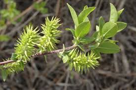 Attēlu rezultāti vaicājumam “Salix myrsinifolia”