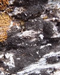 Attēlu rezultāti vaicājumam “Cystocoleus ebeneus”