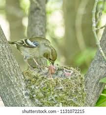 Attēlu rezultāti vaicājumam “Fringilla coelebs nest”