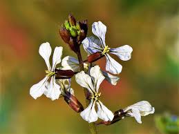 Attēlu rezultāti vaicājumam “Raphanus sativus flower”