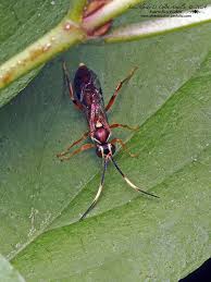 Attēlu rezultāti vaicājumam “Ichneumonidae”