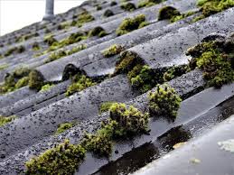 Attēlu rezultāti vaicājumam “Orthotrichum speciosum sporophyte”