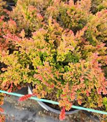 Attēlu rezultāti vaicājumam “Calluna vulgaris leaf”
