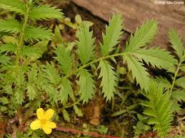 Image result for Potentilla anserina