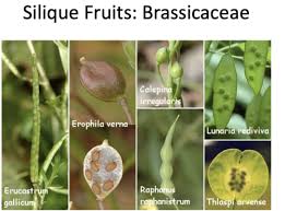 Attēlu rezultāti vaicājumam “Erophila verna fruit”