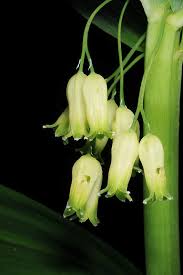 Attēlu rezultāti vaicājumam “Polygonatum verticillatum bud”