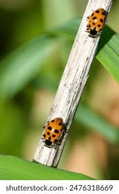 Attēlu rezultāti vaicājumam “Hippodamia tredecimpunctata”