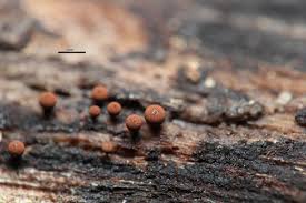 Attēlu rezultāti vaicājumam “Enerthenema papillatum”