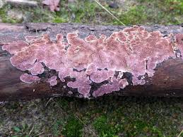 Attēlu rezultāti vaicājumam “Trichaptum abietinum”