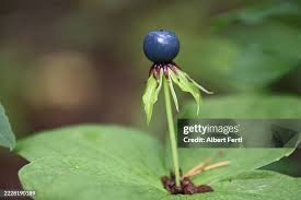 Attēlu rezultāti vaicājumam “Paris quadrifolia”