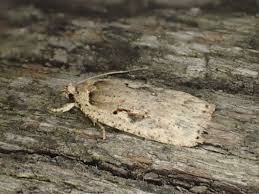 Attēlu rezultāti vaicājumam “Agonopterix ocellana”